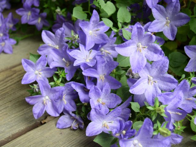 Campanula ดอกไม้รูประฆัง