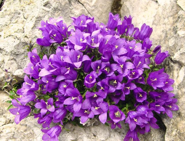 Campanula ดอกไม้รูประฆัง