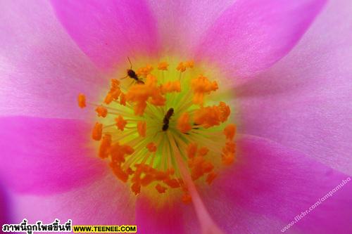 Macro Portulaca