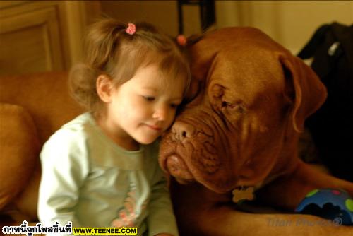 ~~~DOGUE DE BORDEAUX~~~