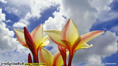 Cloudy Sky Yellow Plumeria / ลีลาวดีสู่ท้องฟ้า