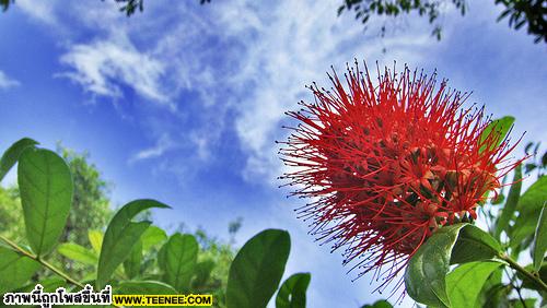 Bottle Brush Red (Callistemon) / ดอกแปรงล้างขวด / พู่ชมพู