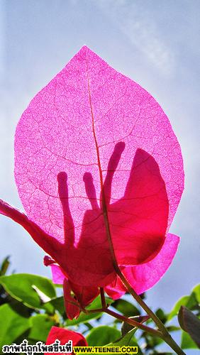 Light-Pink Bougainvillea Hybrid / เฟื่องฟ้าสีชมพู+แสงอาทิตย์