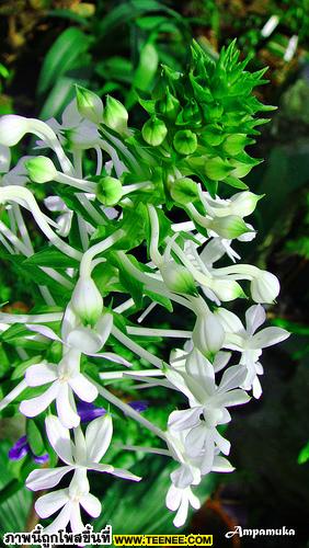 Calanthe Triplicata / อั้วดอกขาว