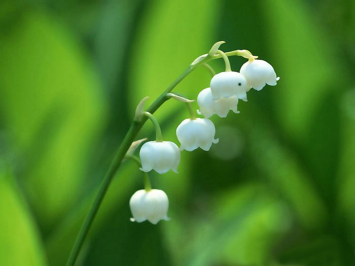 Lily of the valley ความสุขที่หวนคืนมา.•°•.° ღღღ 