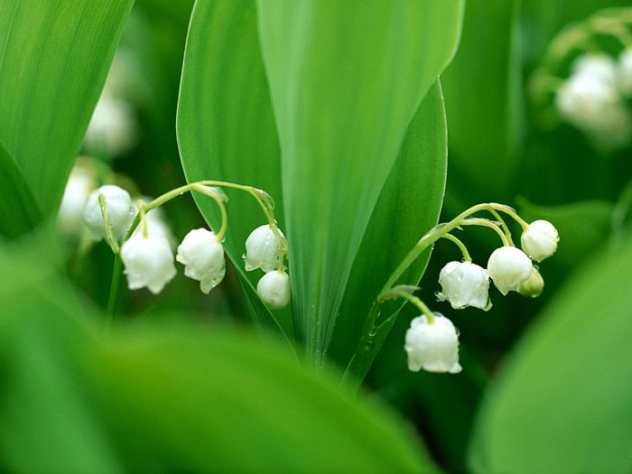 Lily of the valley ความสุขที่หวนคืนมา.•°•.° ღღღ 