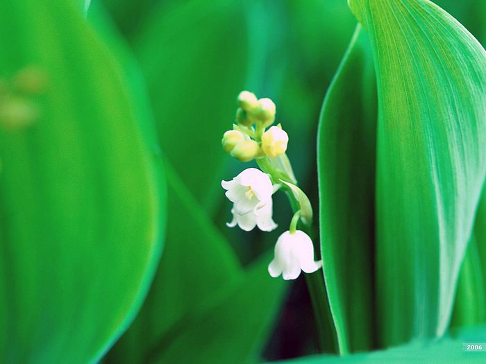 Lily of the valley ความสุขที่หวนคืนมา.•°•.° ღღღ 