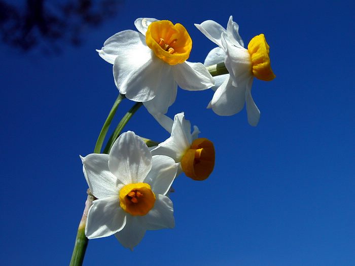 Narcissus flower•°•.° ღღღ 2