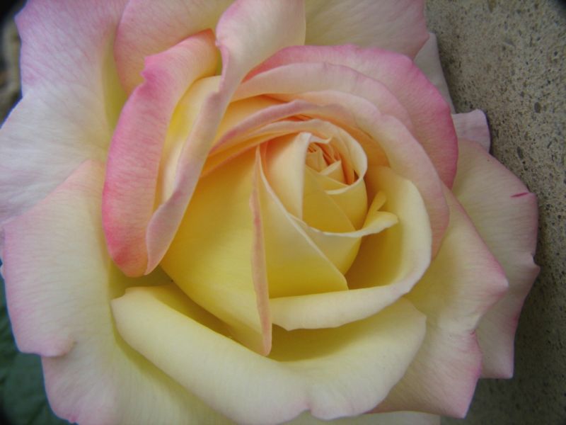 Rose Interior 1