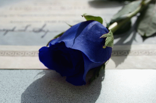  \"กุหลาบสีน้ำเงิน Blue Rose\"    