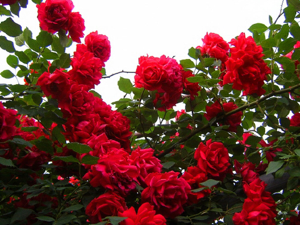 ♥ Roses ♥