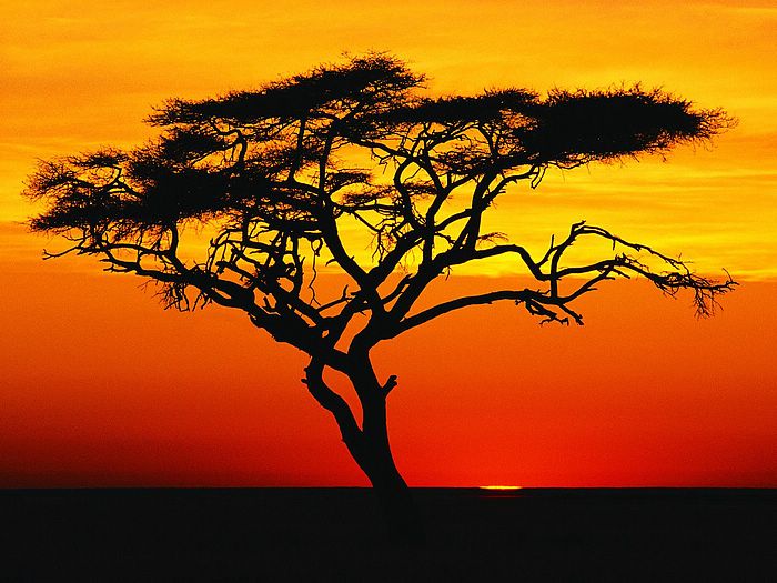 Acacia Tree at Sunset Africa