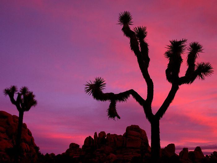 Sunset Joshua Tree National Park California