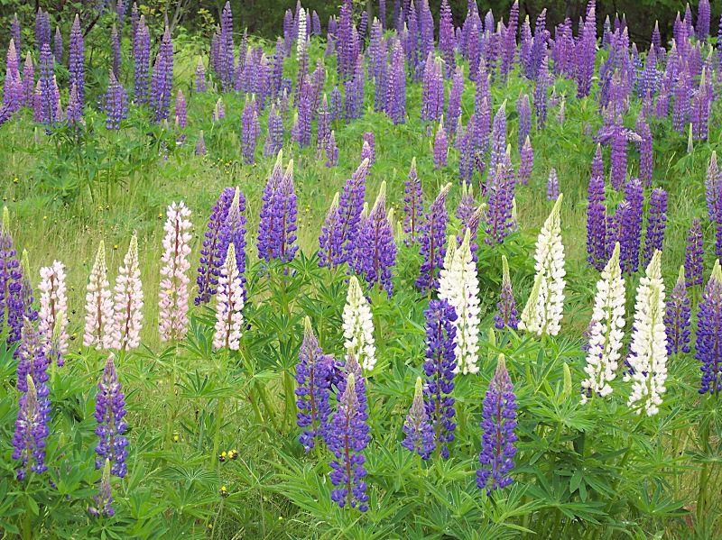 \"สวยๆ อีกทีกับดอก Lupine\"