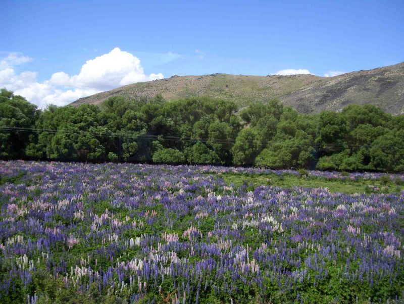 \"สวยๆ อีกทีกับดอก Lupine\"