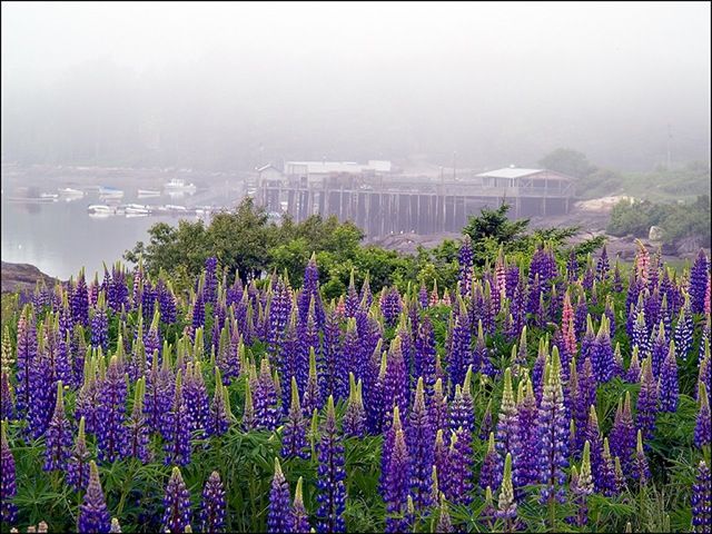 \"สวยๆ อีกทีกับดอก Lupine\"