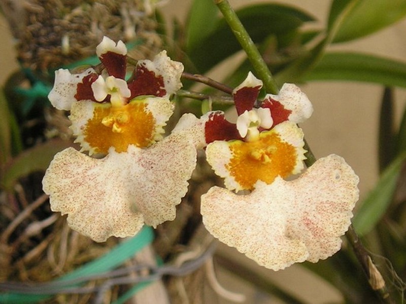 กล้วยไม้สายพันธุ์ Oncidium