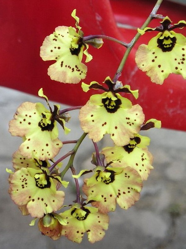 กล้วยไม้สายพันธุ์ Oncidium