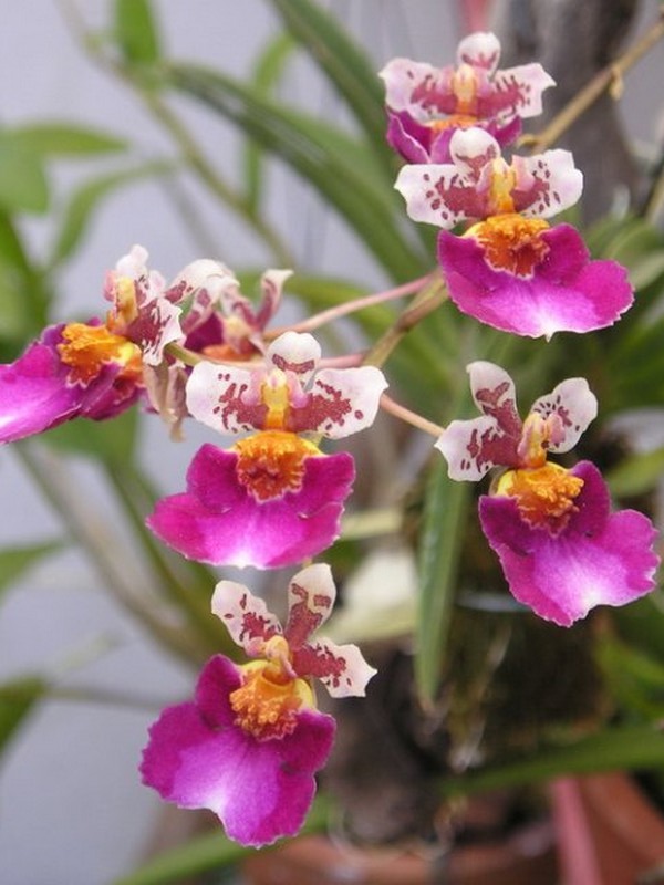 กล้วยไม้สายพันธุ์ Oncidium