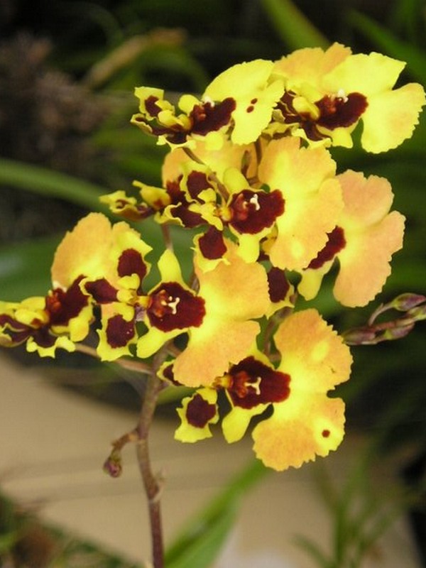 กล้วยไม้สายพันธุ์ Oncidium