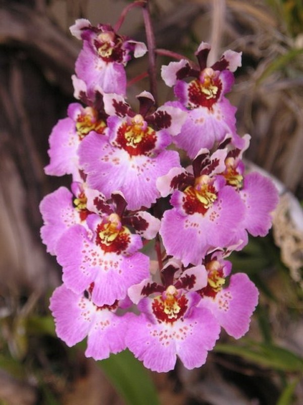 กล้วยไม้สายพันธุ์ Oncidium