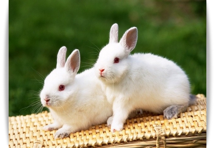 ♥Lovely Bunny♥ 