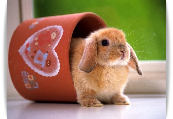 ♥Lovely Bunny♥ 