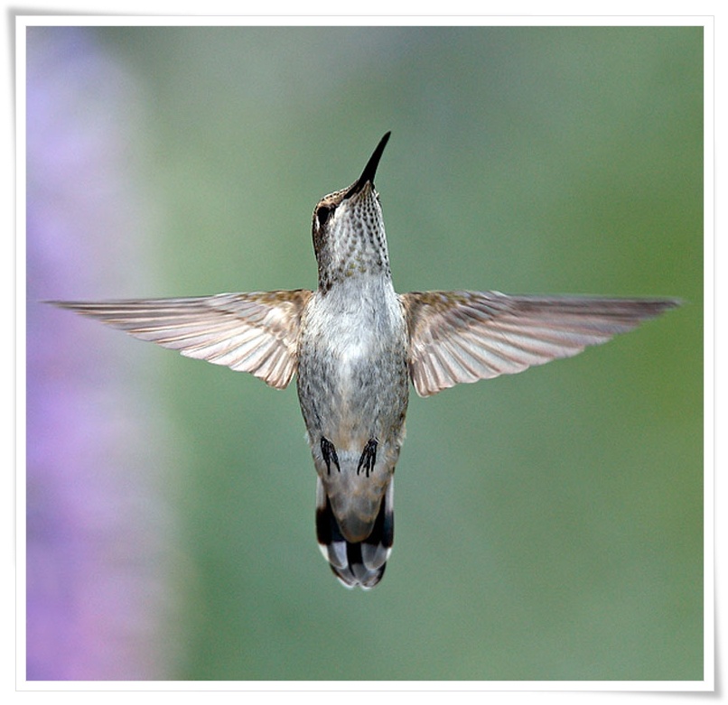 Hummingbird .•°•.ღ