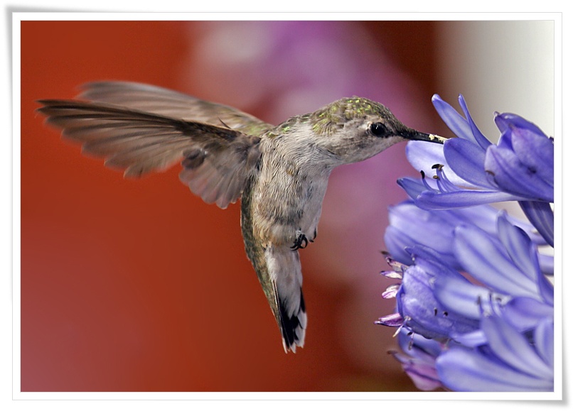 Hummingbird .•°•.ღ