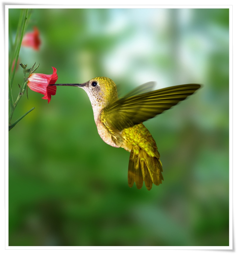 Hummingbird .•°•.ღ