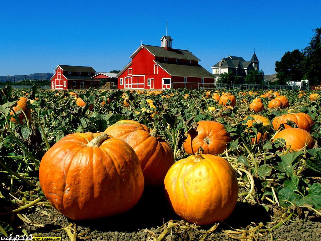 Pumpkins