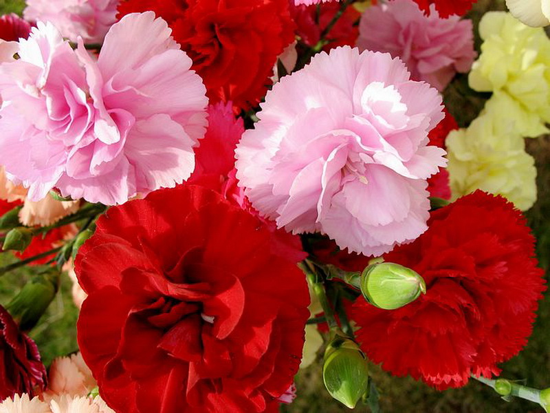 มาชมดอก Carnation สวยๆกัน