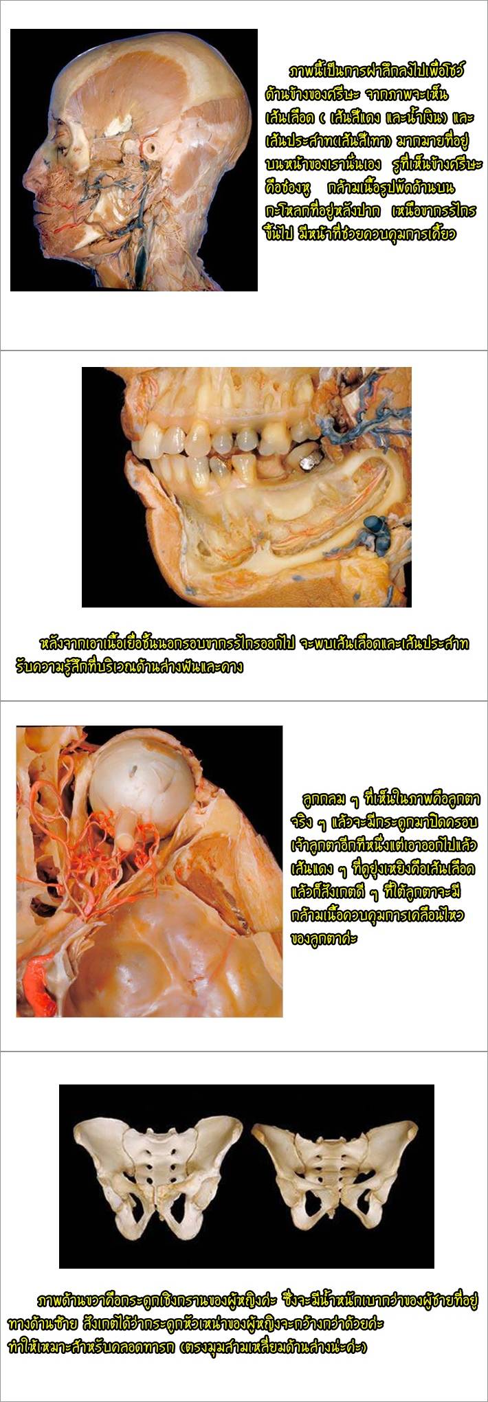 ● ร่างกายของคนเราเป็นแบบนี้ ● 