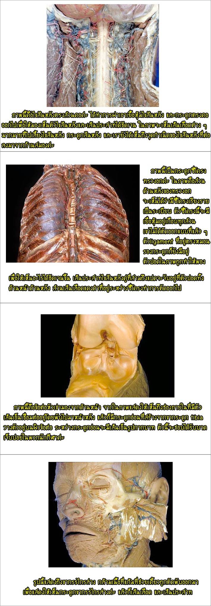 ● ร่างกายของคนเราเป็นแบบนี้ ● 