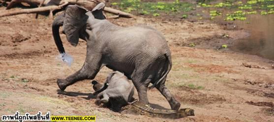 เเม่ช้างสุดหาญปกป้องลูกจากจรเข้