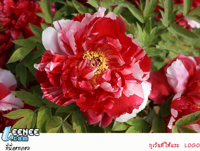  ดอกโบตั๋น ดอกไม้ตระกูลระดับฮ่องเต้ 洛阳牡丹