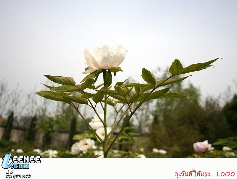  ดอกโบตั๋น ดอกไม้ตระกูลระดับฮ่องเต้ 洛阳牡丹