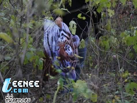 เทคนิคการถ่ายภาพเสือในป่า...