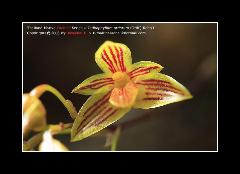                           Bulbophyllum  striatum