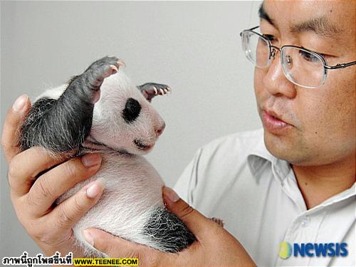 เอาใจคนรักแพนด้า : Baby Panda 
