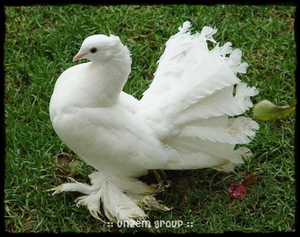 The Elegance of Royal Pigeons