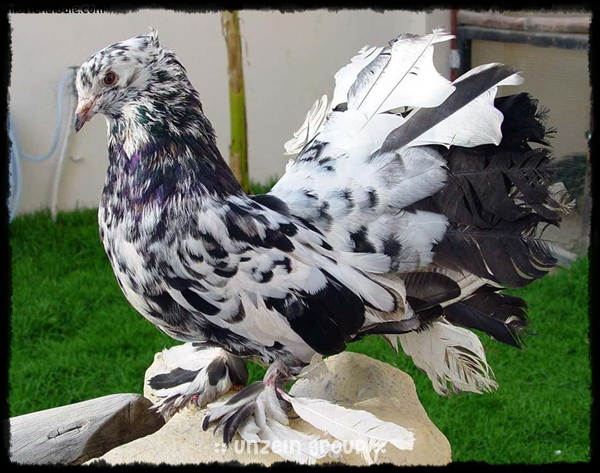 The Elegance of Royal Pigeons