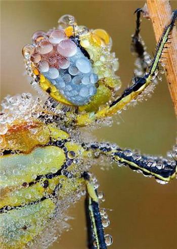 Droplet and Insect