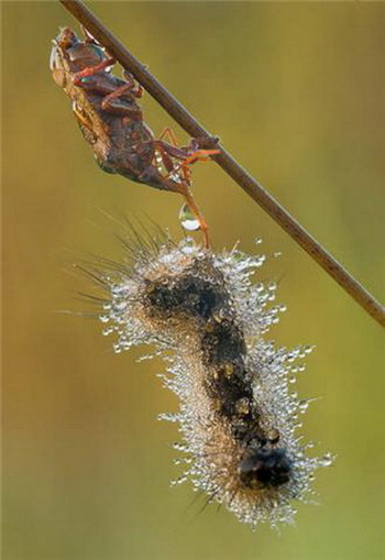 Droplet and Insect