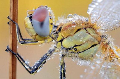 Droplet and Insect