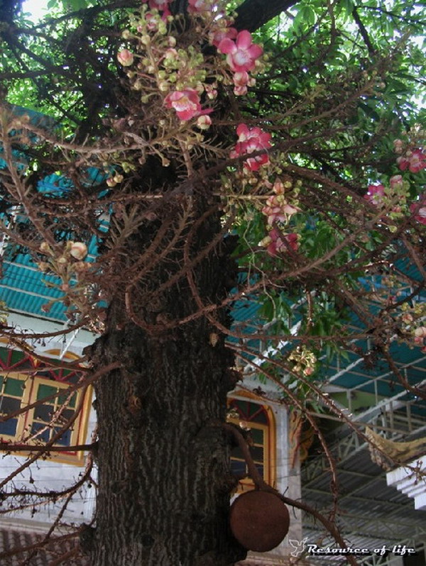 ต้นสาละวัดพระนอนจักรสีห์วรวิหาร สิงห์บุรี