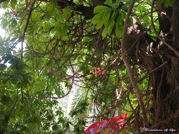 ต้นสาละวัดพระนอนจักรสีห์วรวิหาร สิงห์บุรี