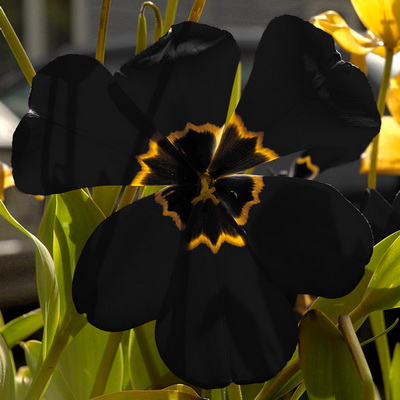 ดอกไม้โทนสีดำเก๋..เก๋