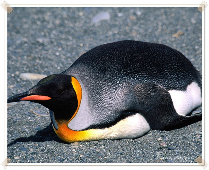 เพนกวิน บินไม่ได้แต่ น่ารัก