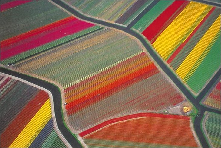 Tulip fields in the Netherelands --- Wow !!!